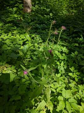 Image of curly plumeless thistle