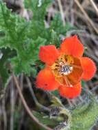 Image of Caiophora grandiflora (G. Don) Weigend & Mark. Ackermann