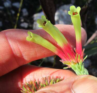 Image of Erica unicolor subsp. mutica E. G. H. Oliv. & I. M. Oliv.