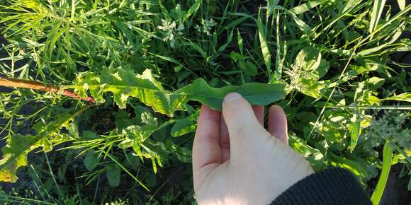 Imagem de Rumex pseudonatronatus (Borb.) Borb. ex Murb.