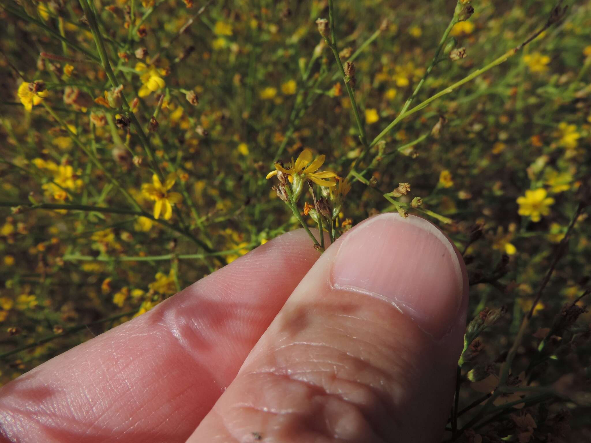 Image of broomweed