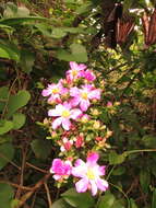 Image of Rose Cactus