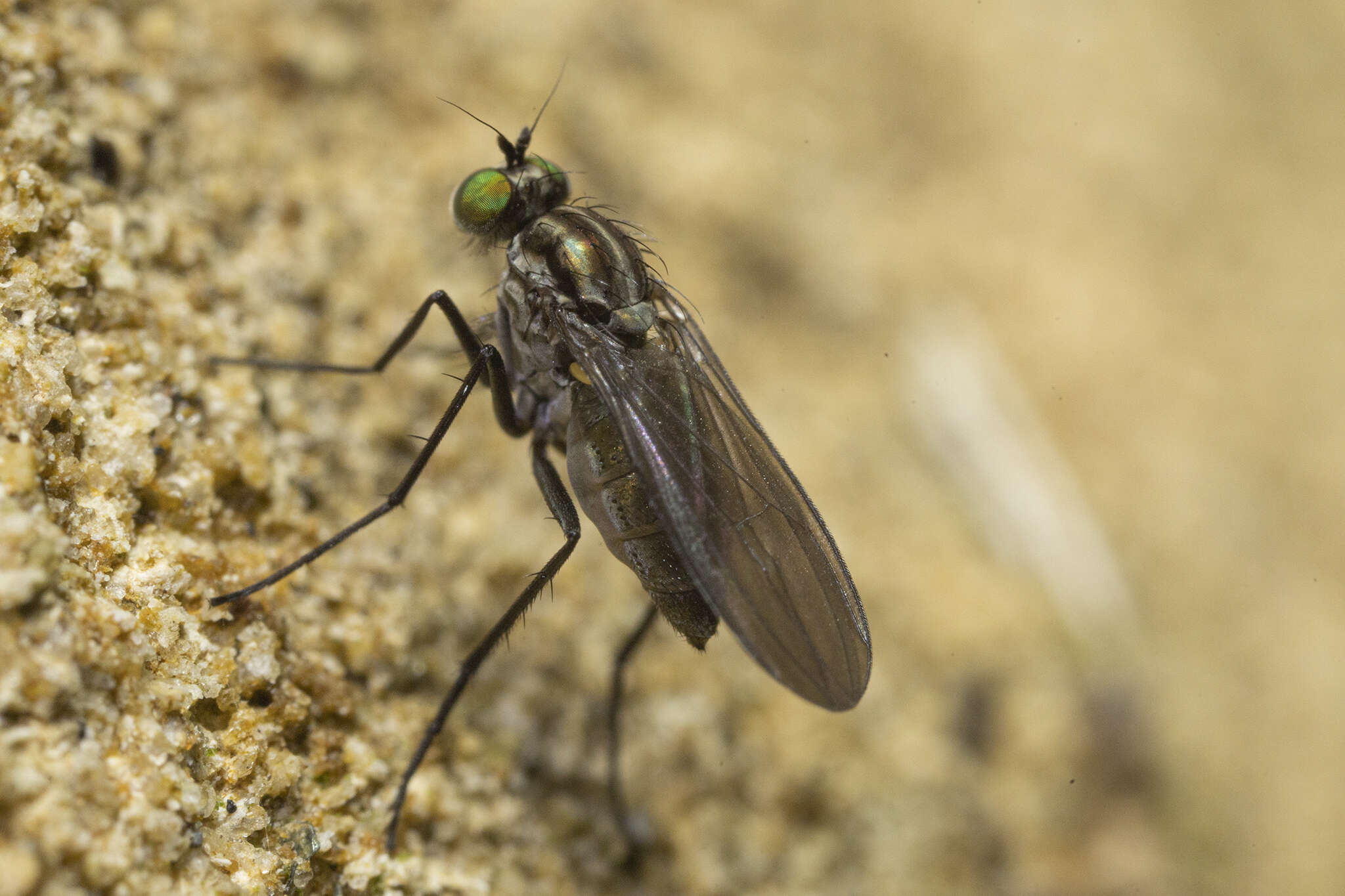 Image of Tetrachaetus bipunctatus Parent 1933