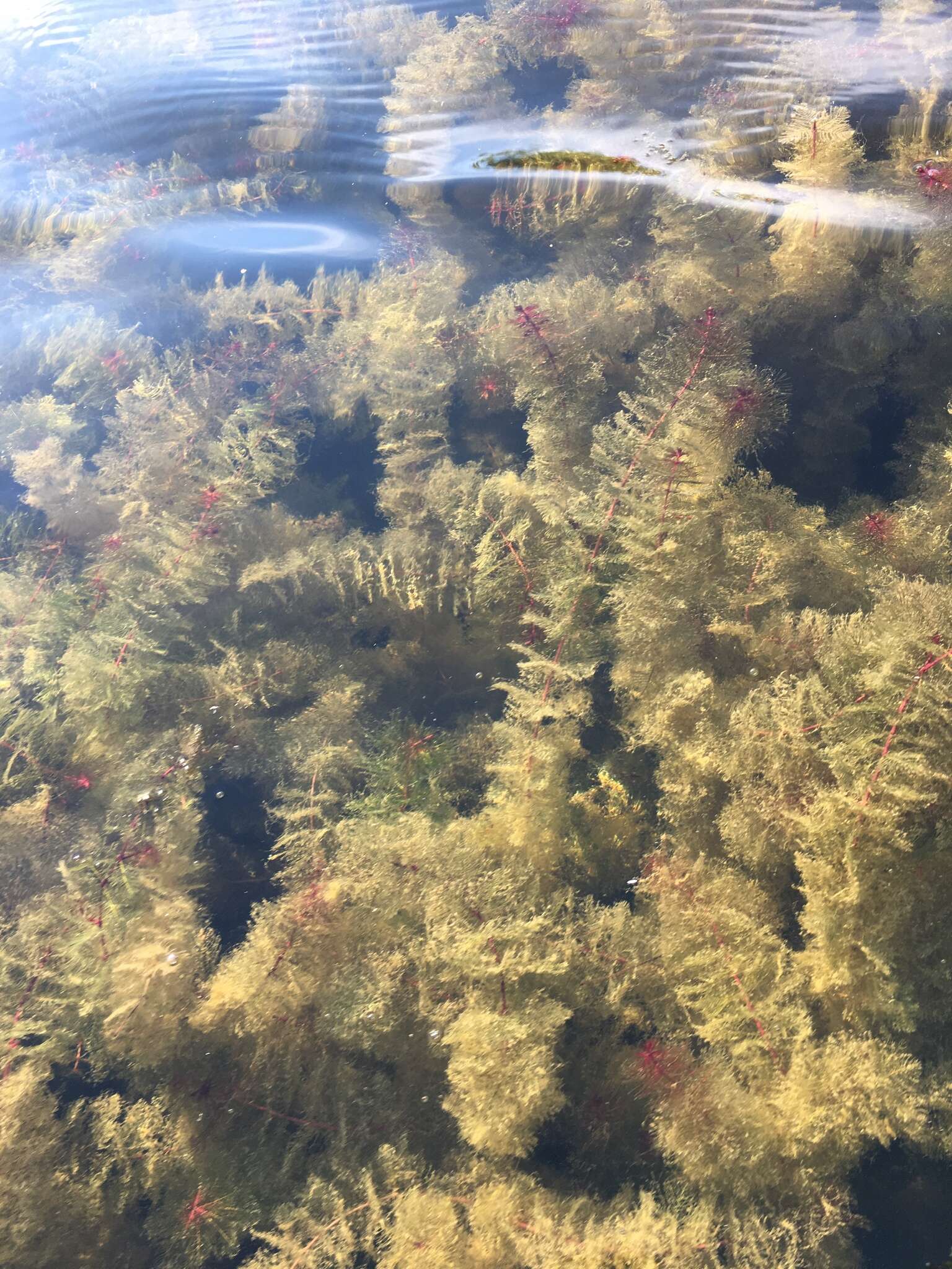 Image of Eurasian Water-Milfoil