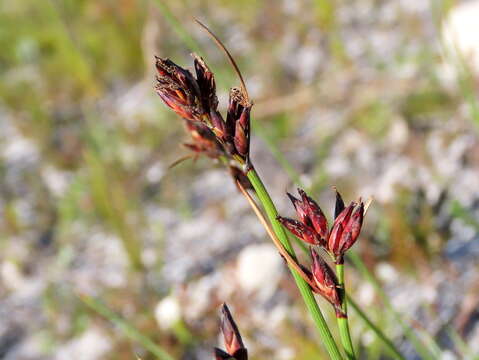 صورة Tetraria compar (L.) B. D. Jacks.