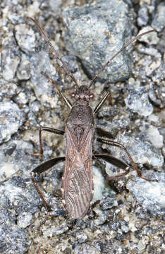 Image of Eastwind Broad-headed Bug