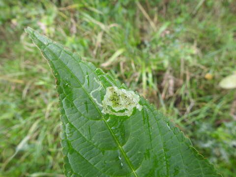 Image of Jewelweed Leafminer