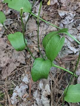 Слика од Ophioglossum vulgatum L.