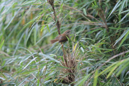 Image of Yellow-bellied Bush Warbler