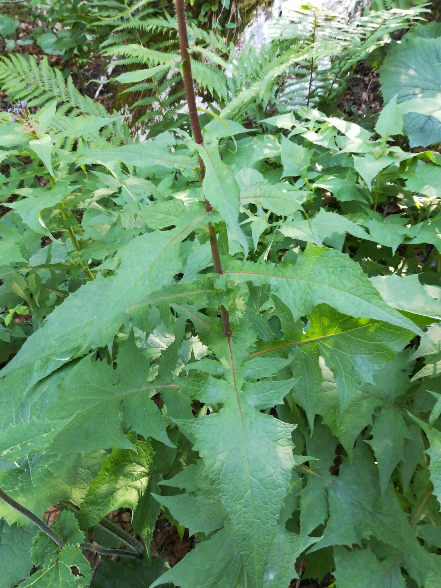 Image de Cicerbita alpina (L.) Wallr.