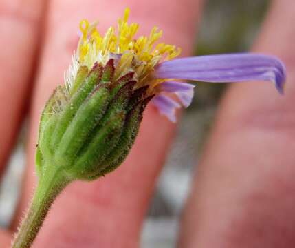 Image of Felicia ovata (Thunb.) Compton