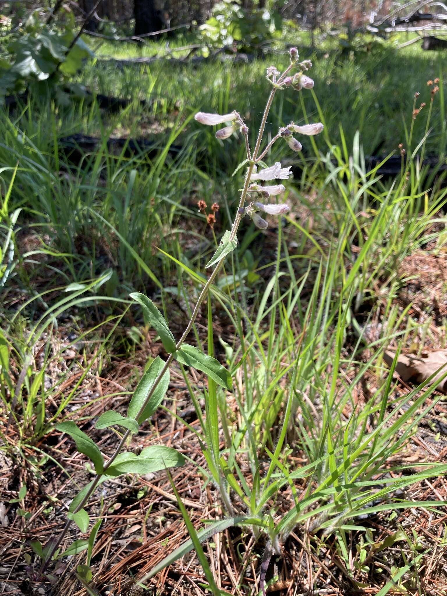 Слика од Penstemon arkansanus Pennell