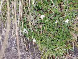 Image of Geranium sibbaldioides subsp. sibbaldioides Benth.