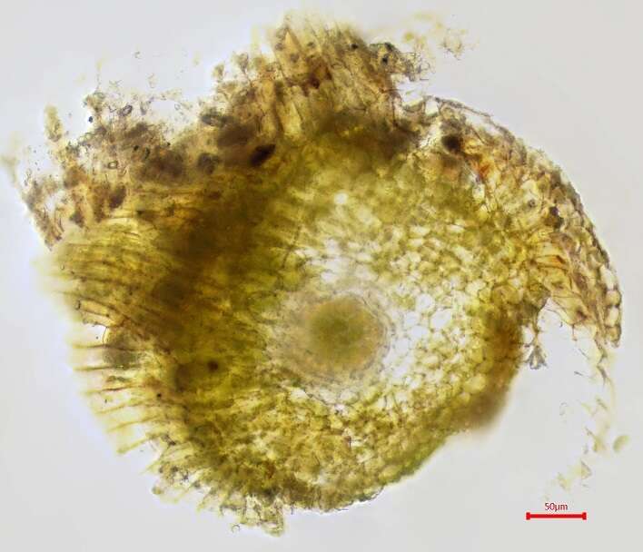 Plancia ëd Pterygoneurum ovatum Dixon 1934