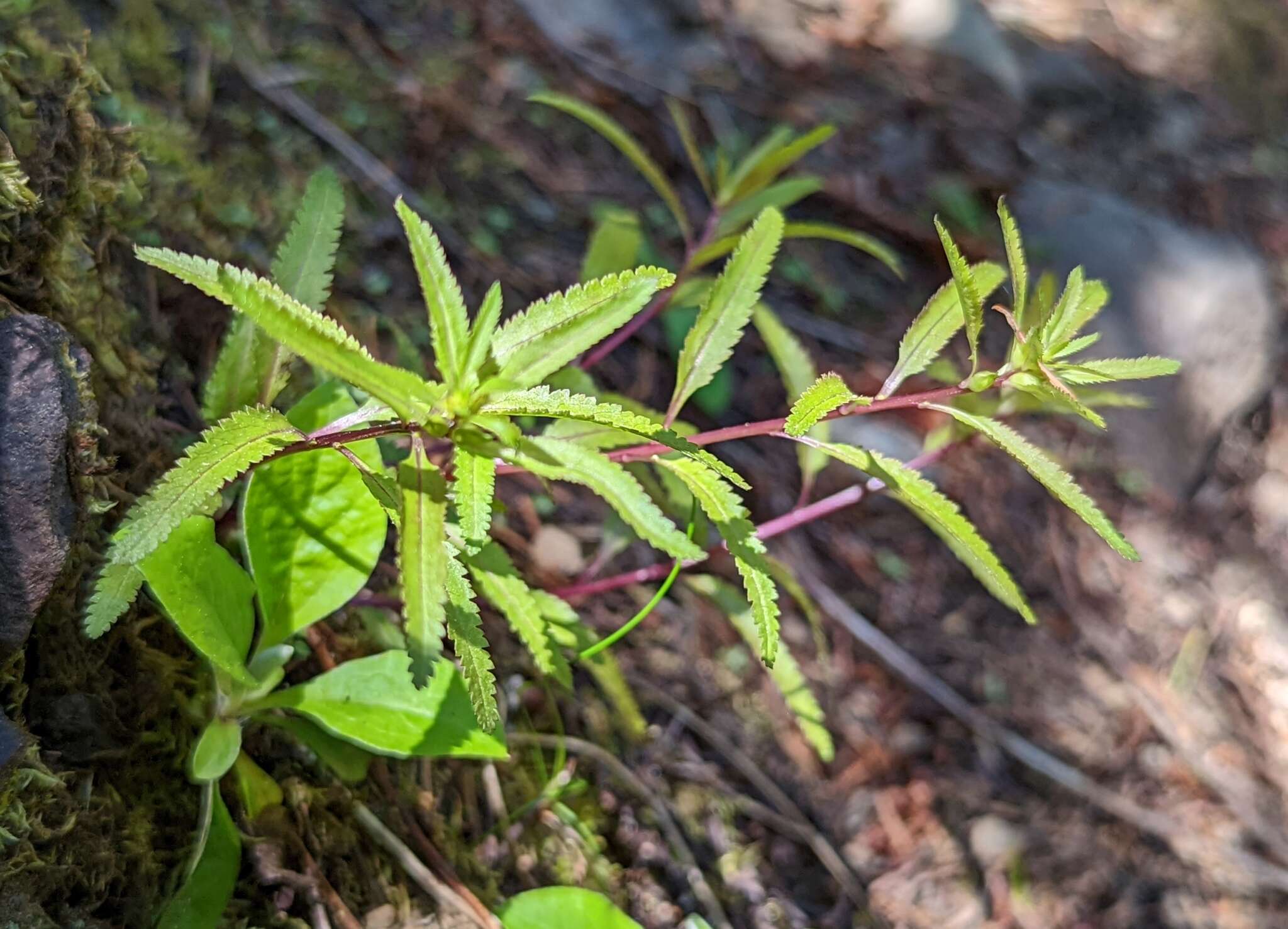 Imagem de Pedicularis racemosa subsp. racemosa