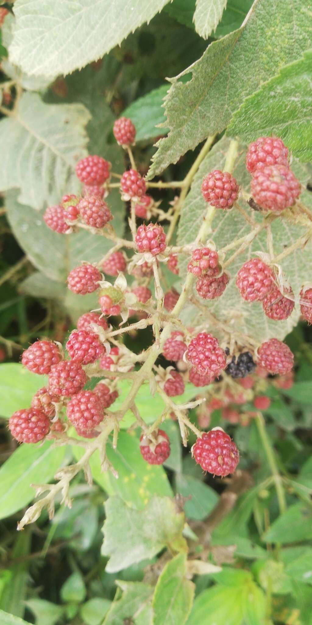 Image de Rubus urticifolius Poir.