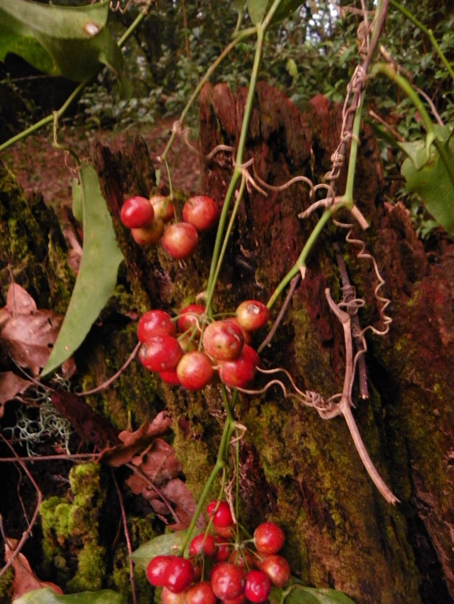 Smilax aristolochiifolia Mill. resmi