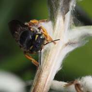 Image of Bee