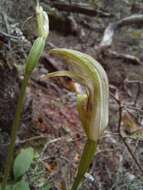 Image of Forked greenhood