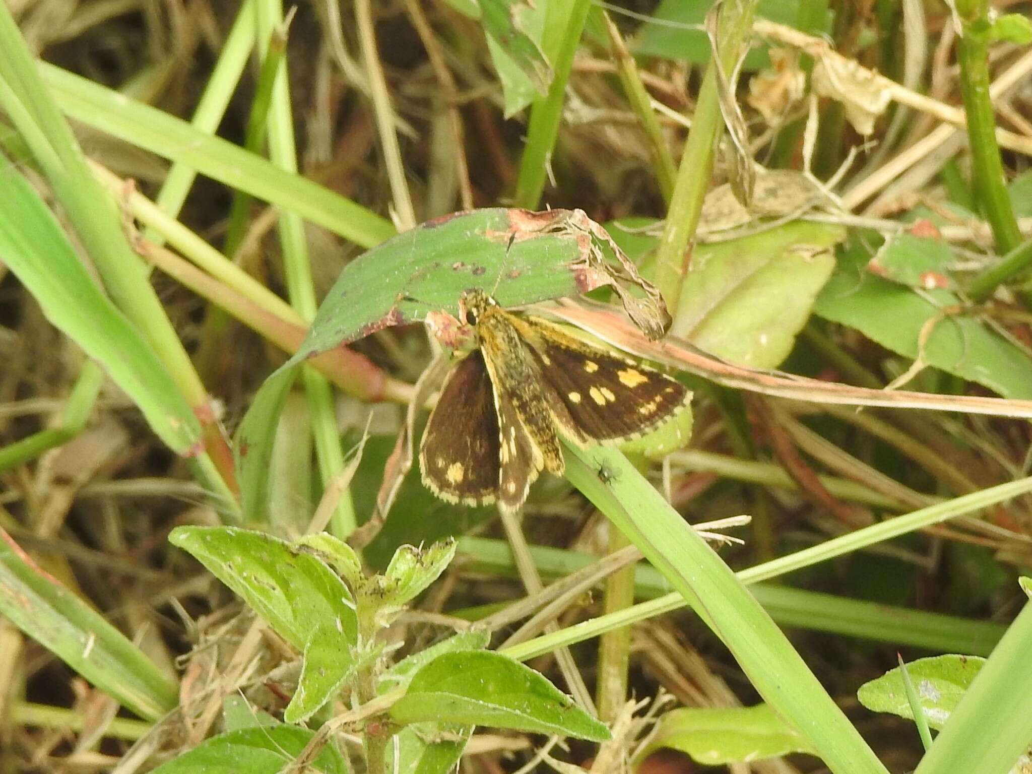 Image of Bush Hopper