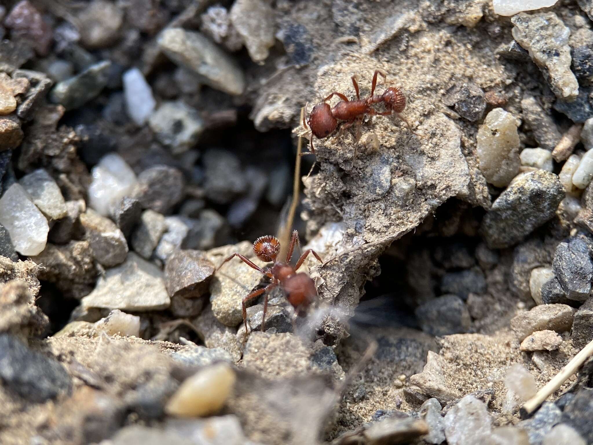 Image de Pogonomyrmex salinus Olsen 1934