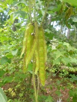 Image of East Asian arrowroot