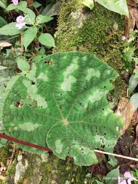 Image of Begonia xanthina Hook.