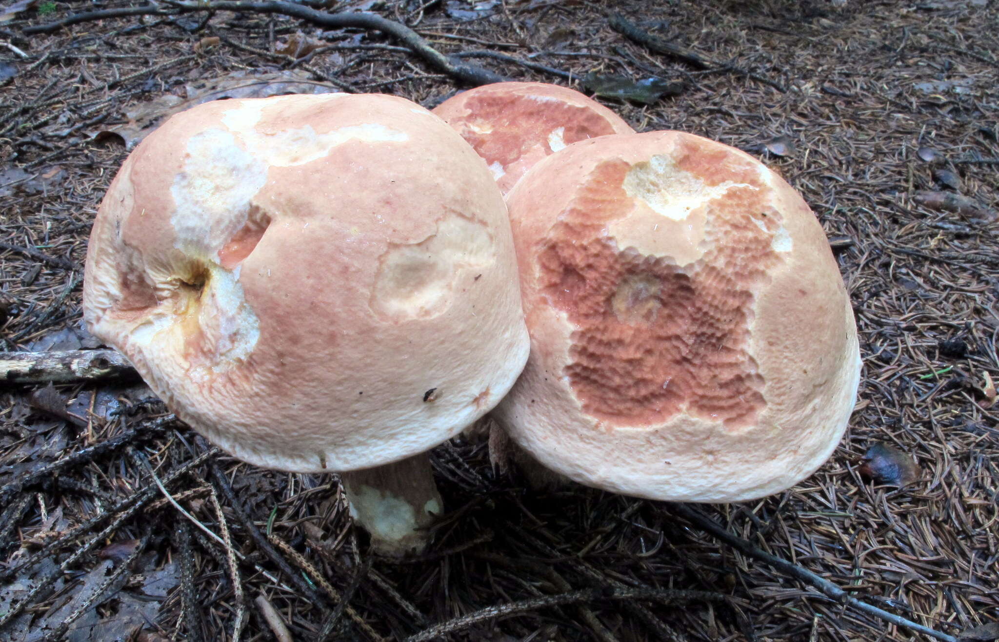 Sivun Boletus subcaerulescens (E. A. Dick & Snell) Both, Bessette & A. R. Bessette 2000 kuva