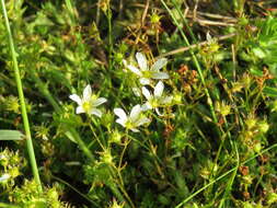 Image of Saxifraga hypnoides L.