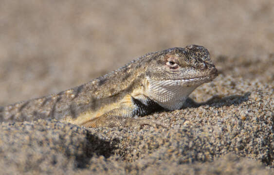 Plancia ëd Microlophus thoracicus (Tschudi 1845)