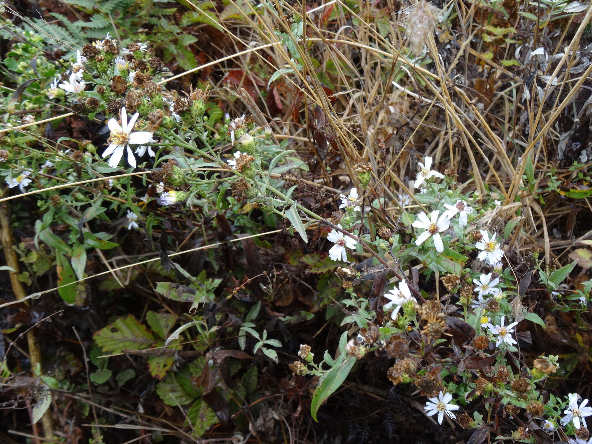 Image of Pacific aster