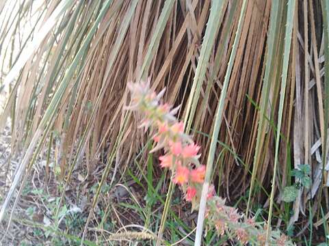 Image de Echeveria coccinea (Cav.) DC.