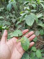 Image de Viburnum microphyllum (Oerst.) Hemsl.