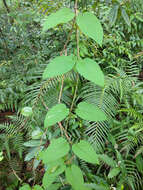 Image de Jasminanthes mucronata (Blanco) W. D. Stevens & P. T. Li