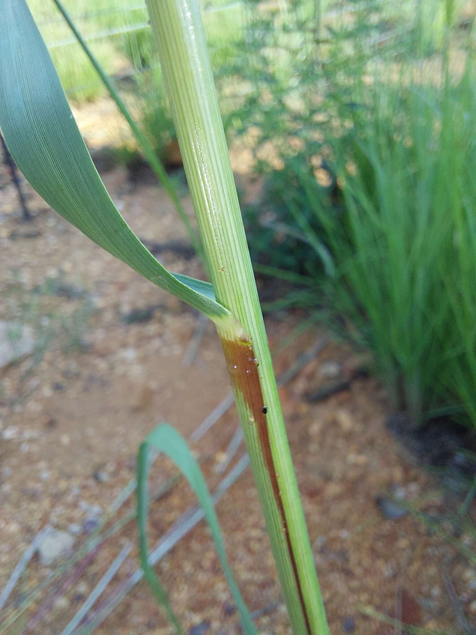 Image of Gumgrass