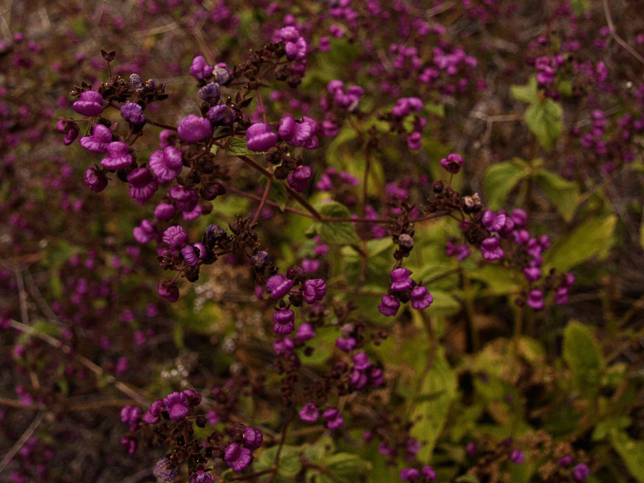 Image of Calceolaria purpurea R. Grah.