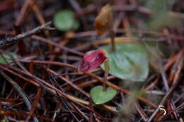 Image of Corybas rotundifolius (Hook. fil.) Rchb. fil.