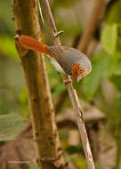 Image of Chestnut-capped Flycatcher