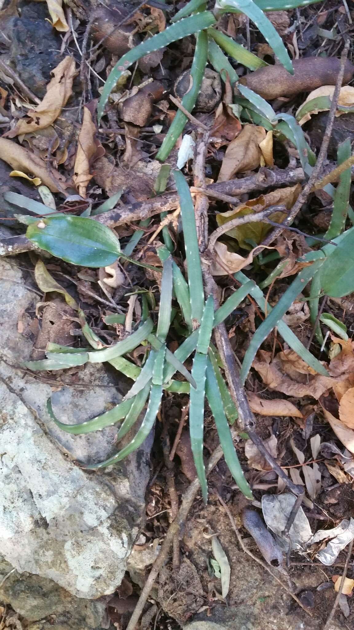 Image of Aloe anivoranoensis (Rauh & Hebding) L. E. Newton & G. D. Rowley