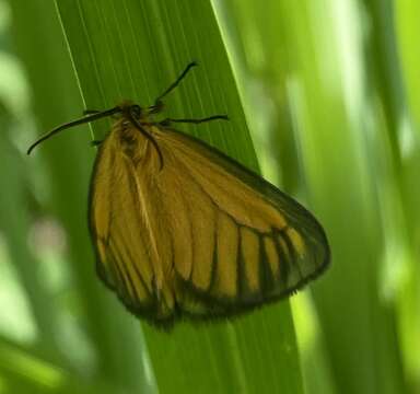 Слика од Pseudobazisa perculta Distant 1897