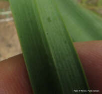 Image of Agapanthus campanulatus subsp. campanulatus