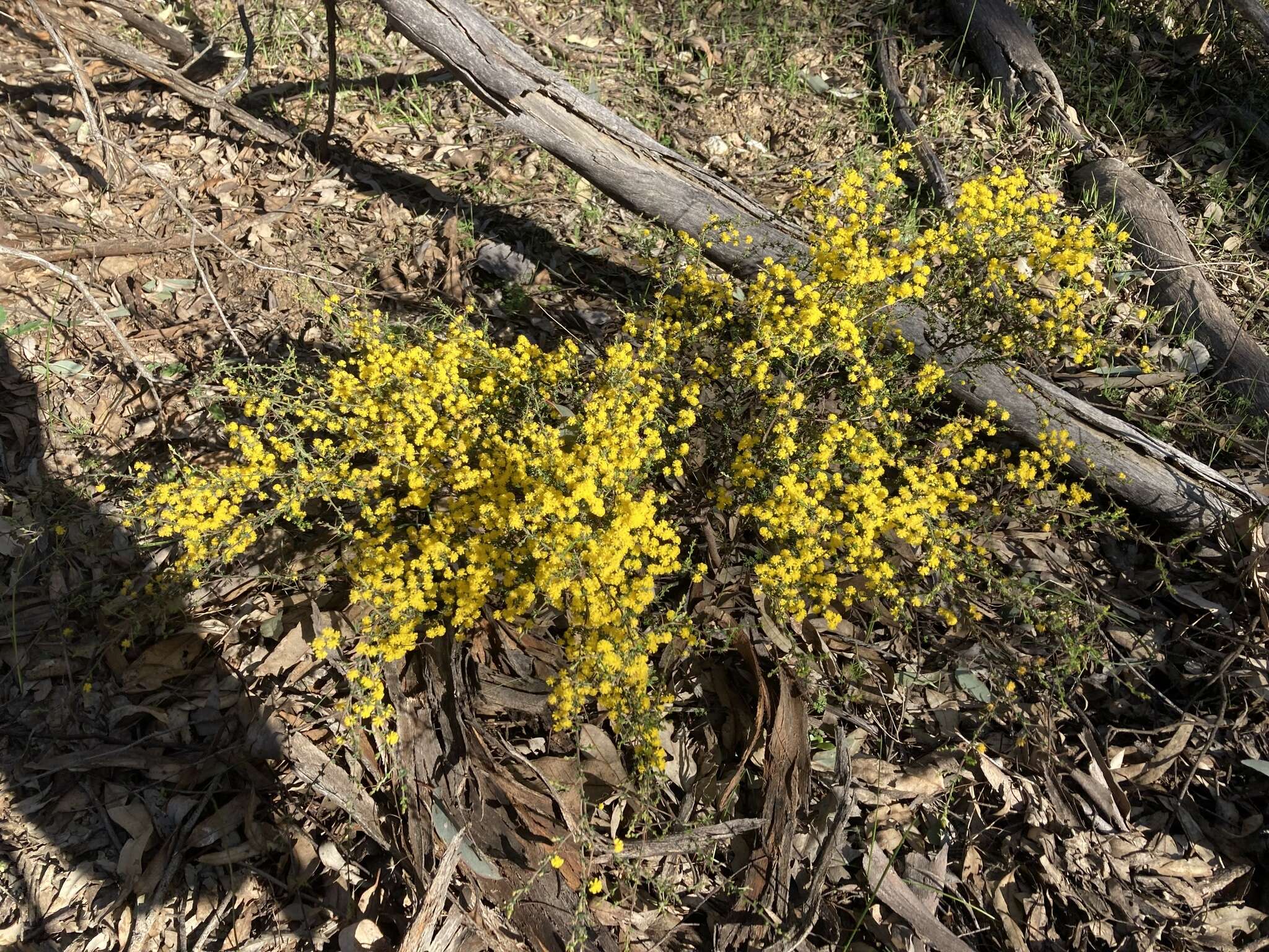 Image of Acacia lasiocarpa Benth.