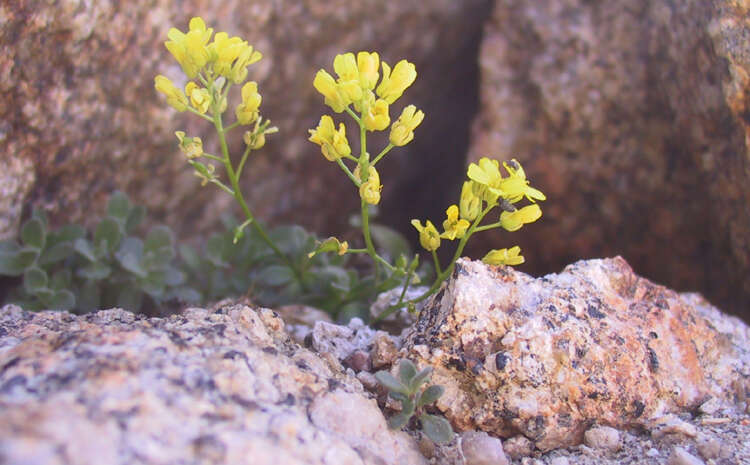 Image of Lake Tahoe draba