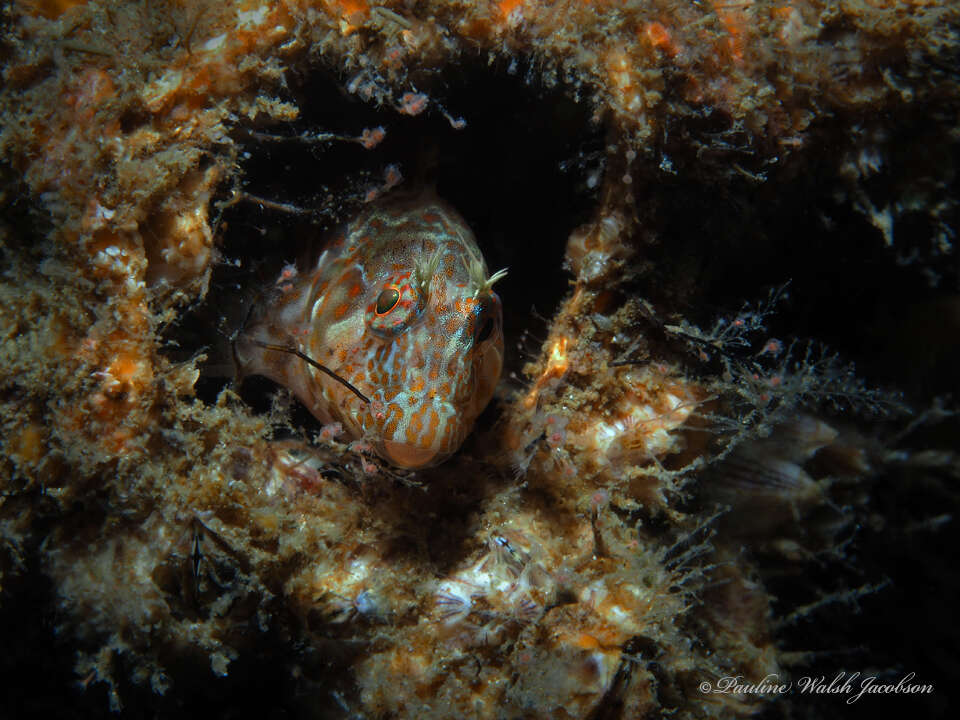 Plancia ëd Hypleurochilus pseudoaequipinnis Bath 1994