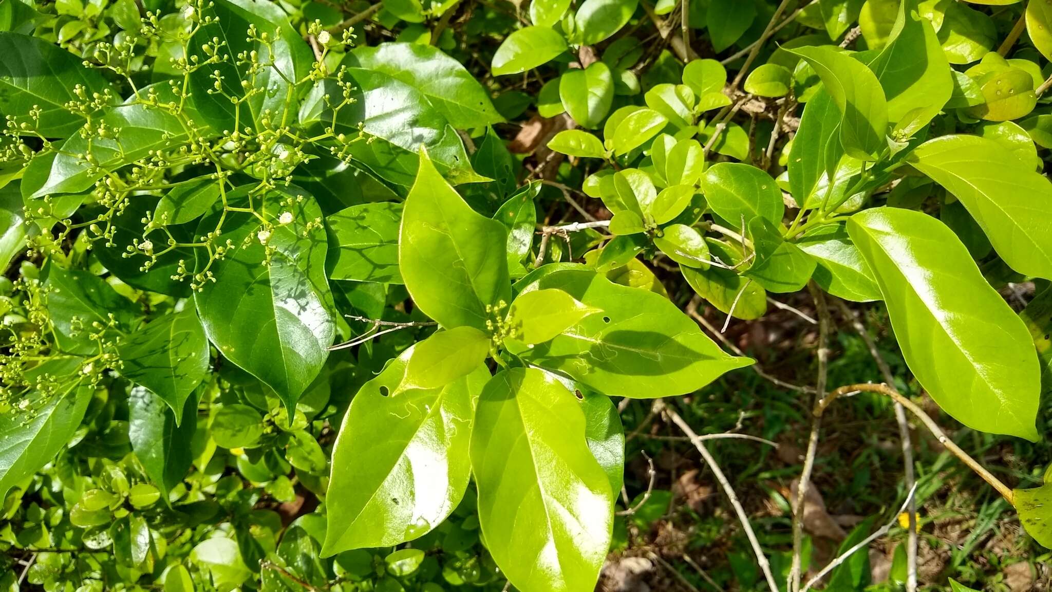 Image of Premna obtusifolia R. Br.