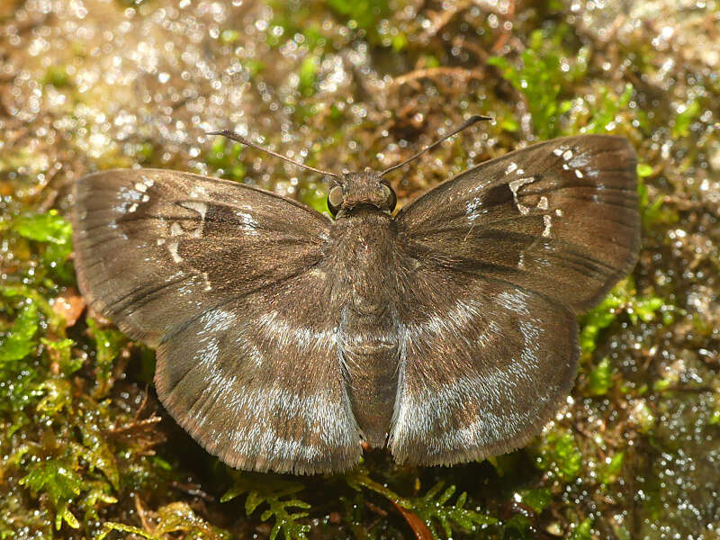 Imagem de Quadrus ulucida Plötz 1884