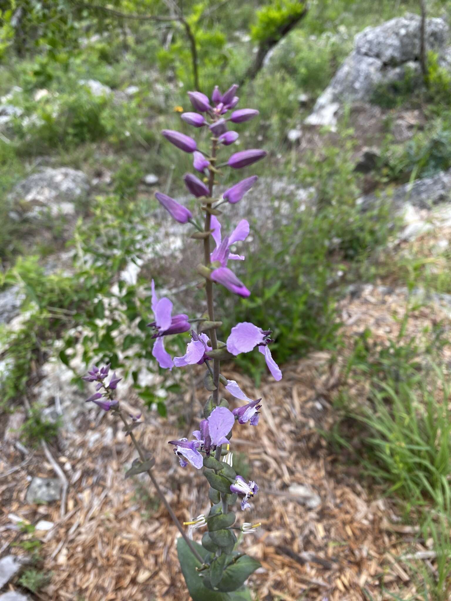 صورة Streptanthus bracteatus A. Gray