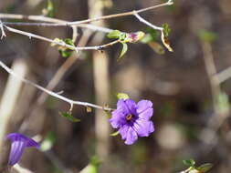 صورة Ruellia californica subsp. peninsularis (Rose) T. F. Daniel