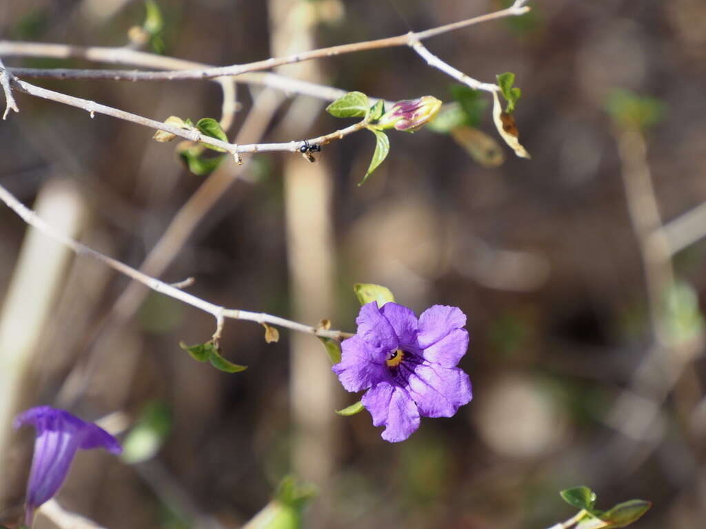 Plancia ëd Ruellia californica subsp. peninsularis (Rose) T. F. Daniel