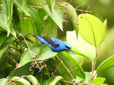 Image of Shining Honeycreeper